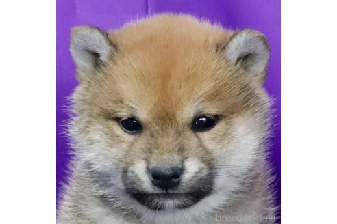 成約済の愛知県の柴犬-368537の3枚目